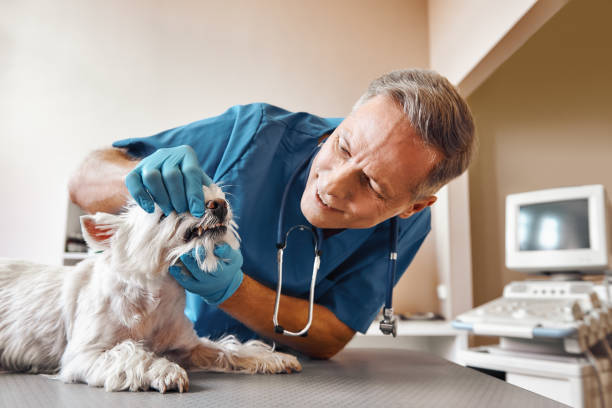 Best 24-Hour Emergency Dental Care in Burlington, WA